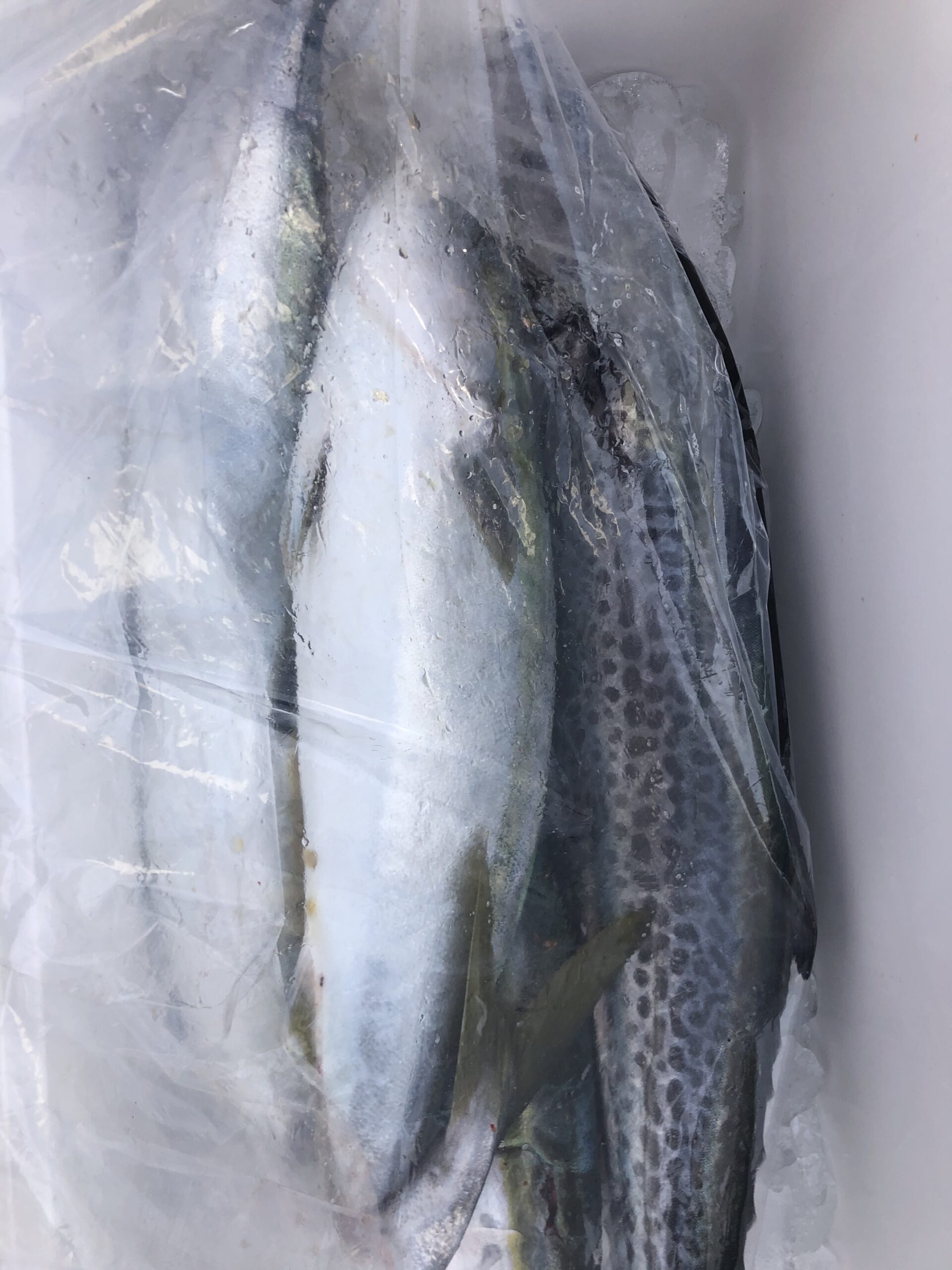 朝からハマチ ワラサ釣って頂きました サワラは２本 三重県鳥羽 ジギング 漁盛丸 K Sryousei