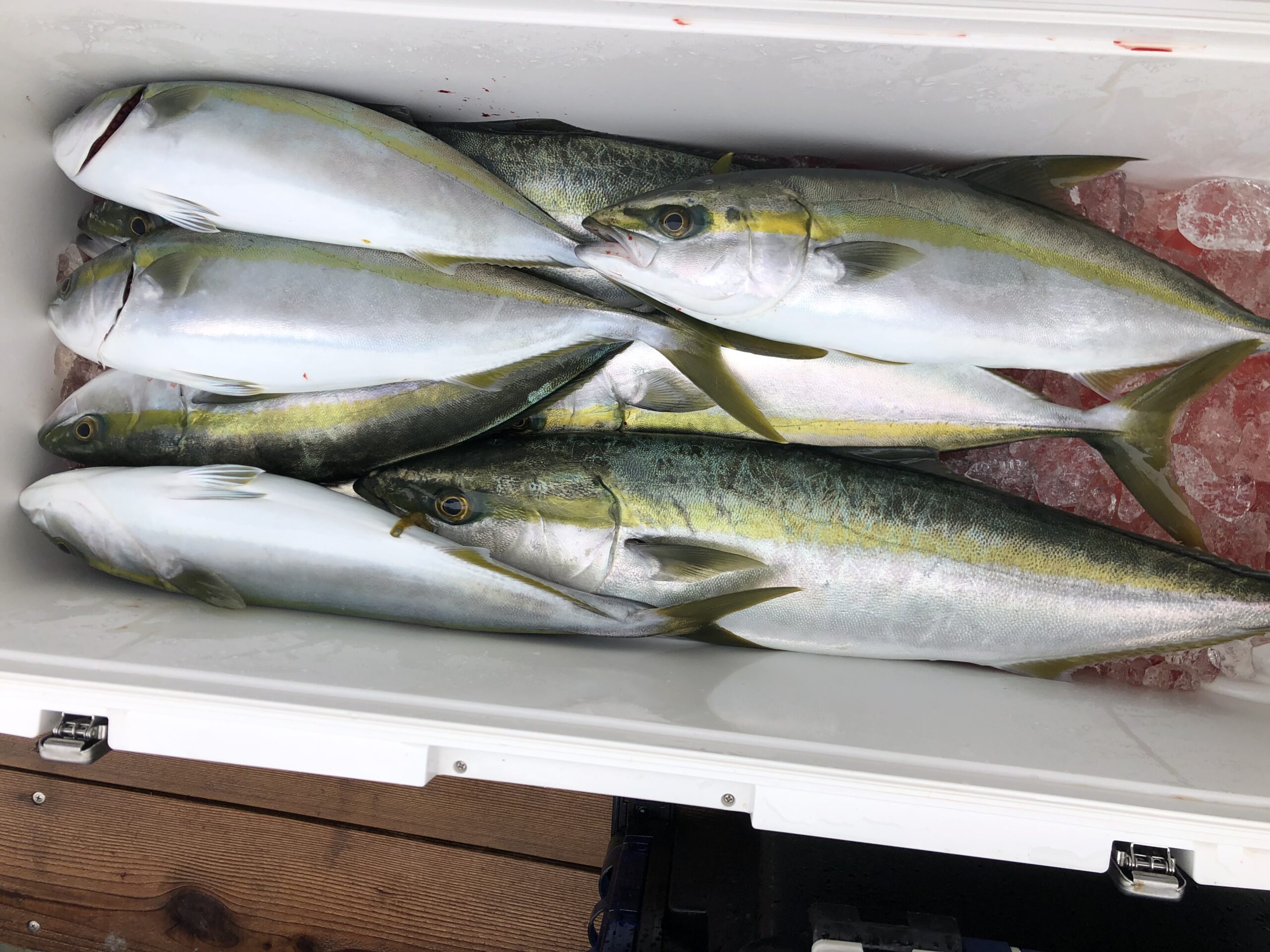 今日はサワラカッター何度かありましたがワラサ ハマチのみでした 三重県鳥羽 ジギング 漁盛丸 K Sryousei
