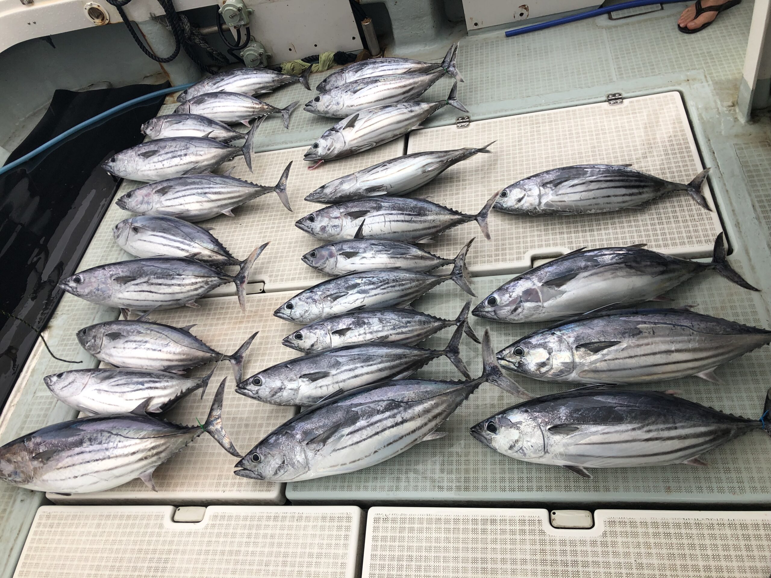 カツオ〜 | 三重県鳥羽 ジギング 漁盛丸（K'sRYOUSEI)